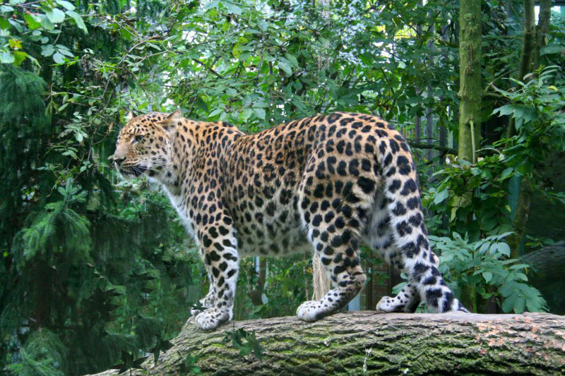 Amur Leopard