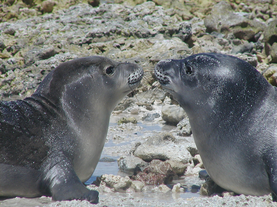 Hawaiian Monk Seal