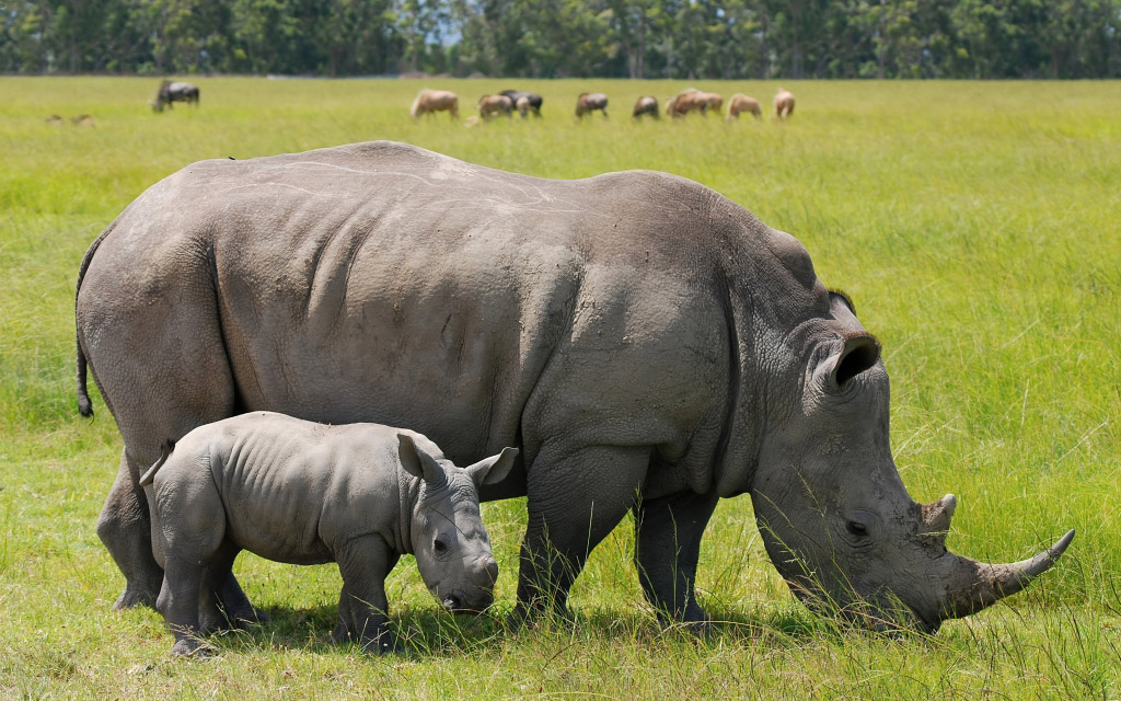 Javan Rhinoceros