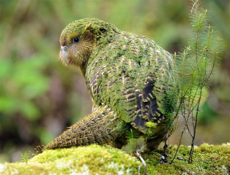 The Kakapo Parrot