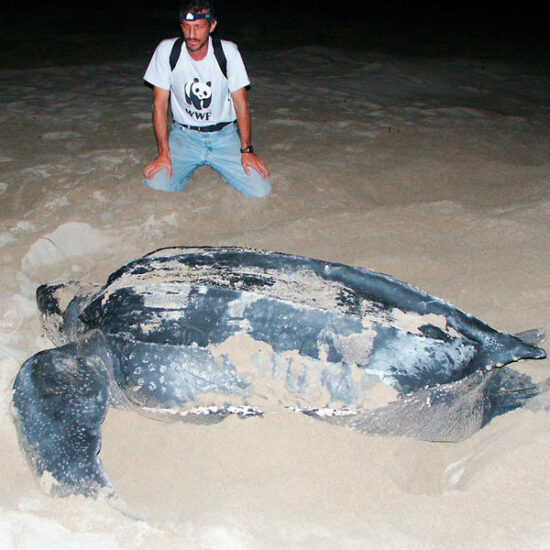 The Top 10 Endangered Species And Our Impact On Their Survival