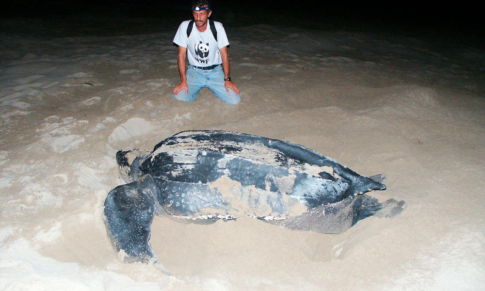 The Top 10 Endangered Species And Our Impact On Their Survival