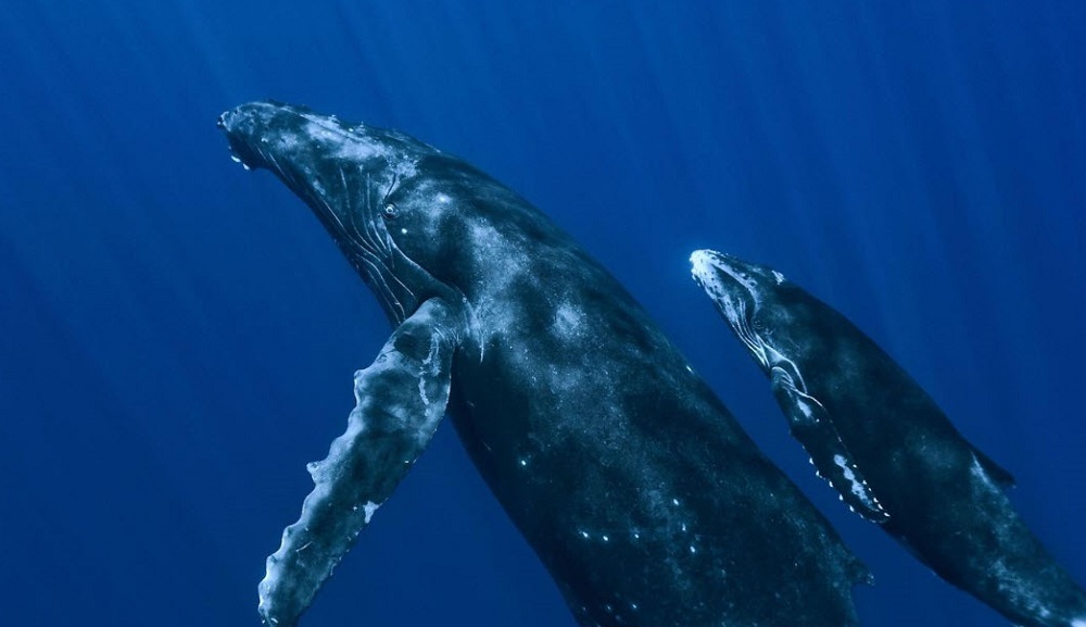Northern Right Whale
