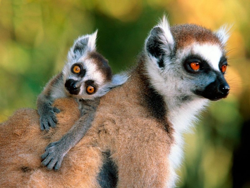 Northern Sportive Lemur
