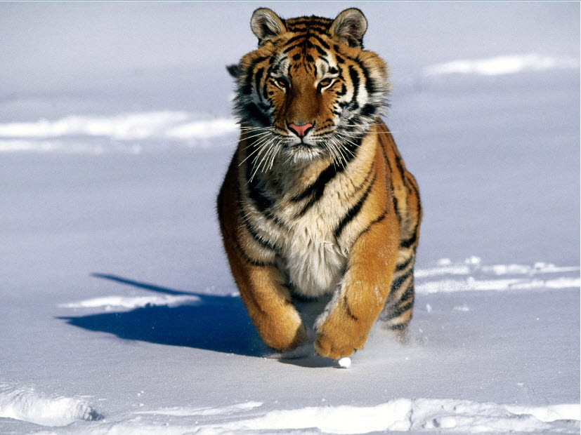 Siberian Tiger