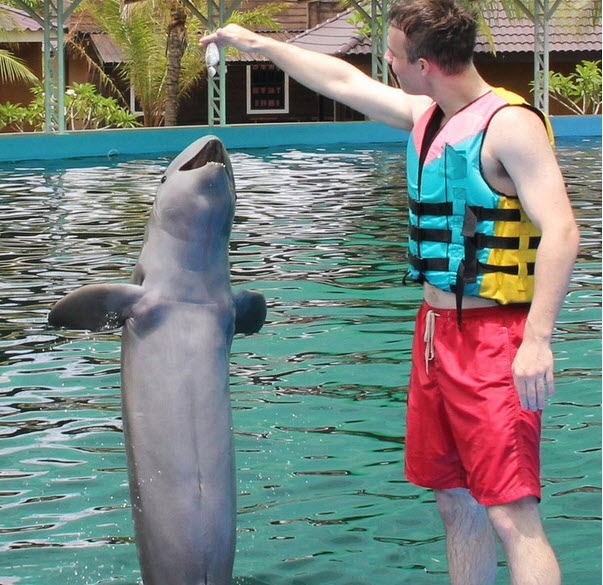 Irrawaddy Dolphin