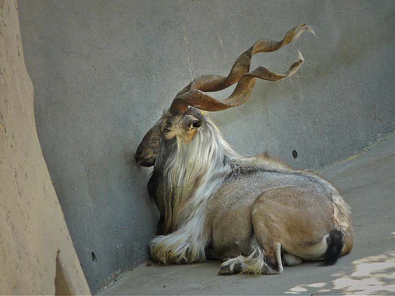 Markhor