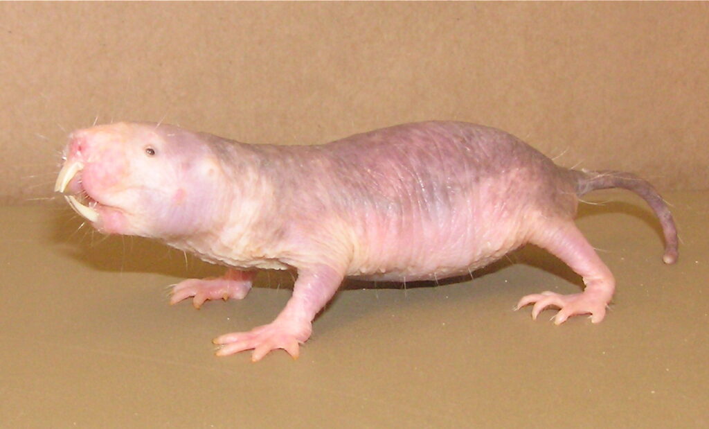 Naked Mole Rats