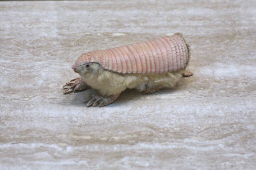 Pink-Fairy Armadillo