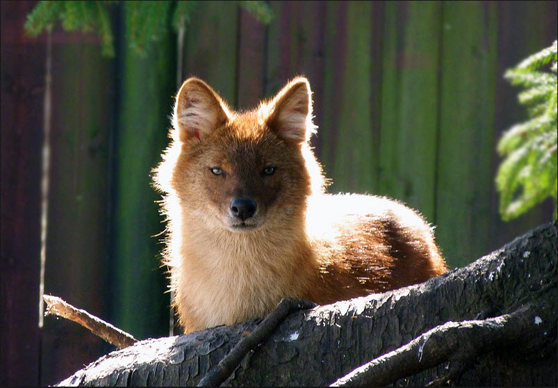The Dhole