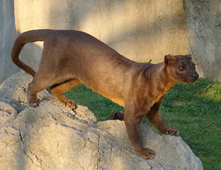 The Fossa