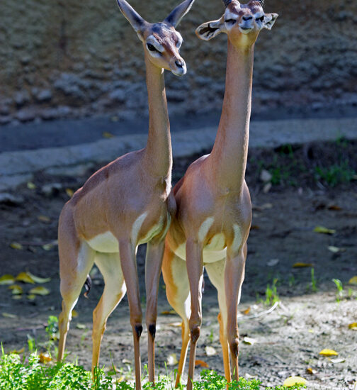 Top 10 Animals That You Didn’t Know Existed